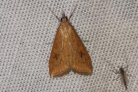 Udea ferrugalis
