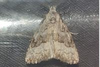 Nola squalida