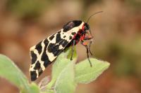 Arctia tigrina
