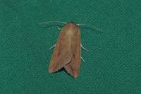 Mythimna unipuncta