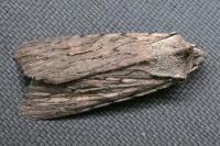 Lithophane leautieri
