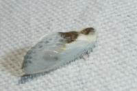 Cilix glaucata