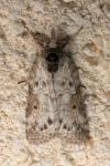 Nycteola revayana