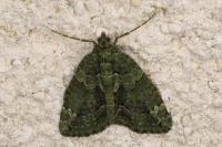 Chloroclysta siterata