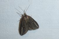 Chesias legatella