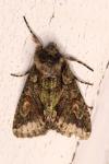Allophyes oxyacanthae
