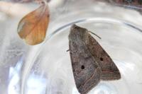 Leptologia lota