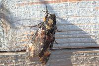 Acherontia atropos
