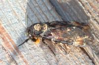 Acherontia atropos