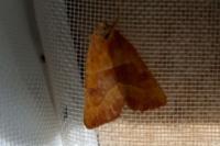 Atethmia centrago