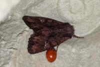 Mniotype solieri