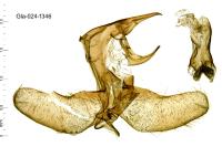 Ancylolomia disparalis