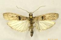 Nephopterix angustella