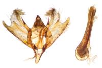 Charissa mucidaria