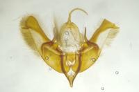 Caradrina aspersa