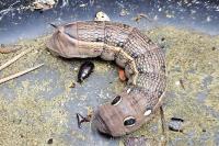 Hippotion celerio