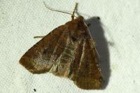 Conistra ligula