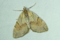 Pennithera firmata firmata