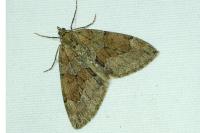 Thera obeliscata