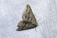Scotopteryx peribolata