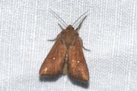 Mythimna albipuncta