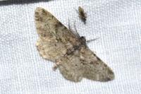 Peribatodes rhomboidaria rhomboidaria