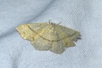 Cyclophora punctaria