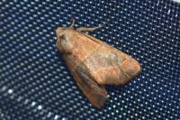Atethmia centrago