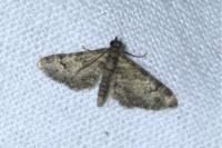 Gymnoscelis rufifasciata
