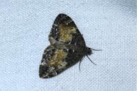 Dysstroma truncata