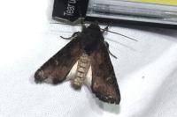 Aporophyla nigra