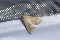 Mecyna asinalis