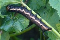 Agrius convolvuli