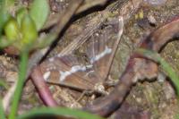 Spoladea recurvalis
