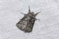 Trichiura crataegi