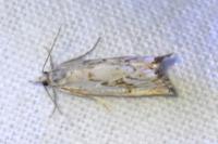 Catoptria falsella