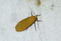 Wittia sororcula