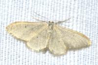 Idaea straminata