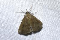 Hypena proboscidalis