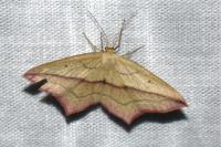 Timandra comae