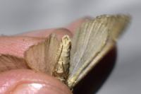 Aplocera efformata