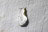 Cilix glaucata/hispanica