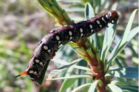Hyles euphorbiae