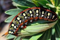 Hyles euphorbiae