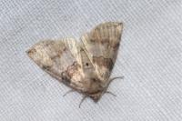 Cymatophorina diluta