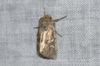 Luperina dumerilii