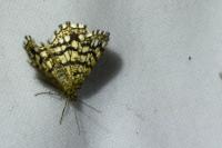 Chiasmia clathrata