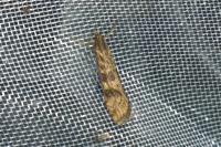 Nomophila noctuella