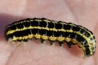 Anarta pugnax