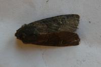 Aporophyla nigra